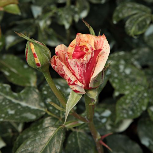 Rosa Philatelie™ - roșu și alb - Trandafir copac cu trunchi înalt - cu flori teahibrid - coroană dreaptă